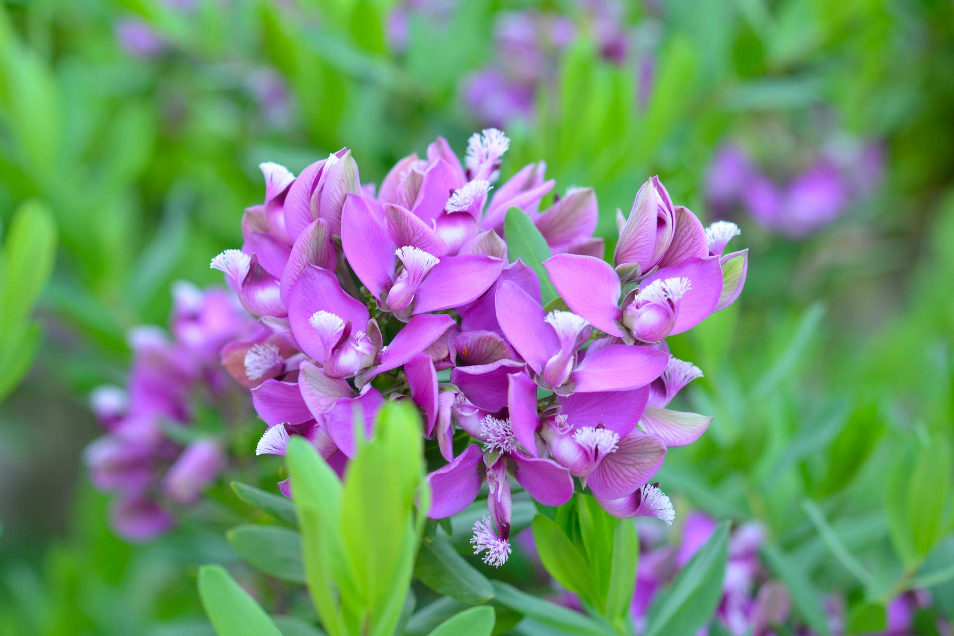 fiori Bibione