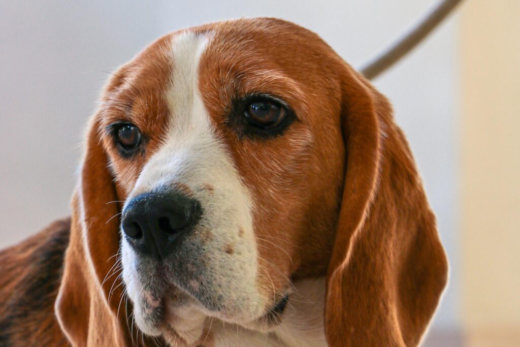 Hotel Pet Friendly a Bibione: Vacanze al mare con i vostri amici a Quattro Zampe 2 frida1