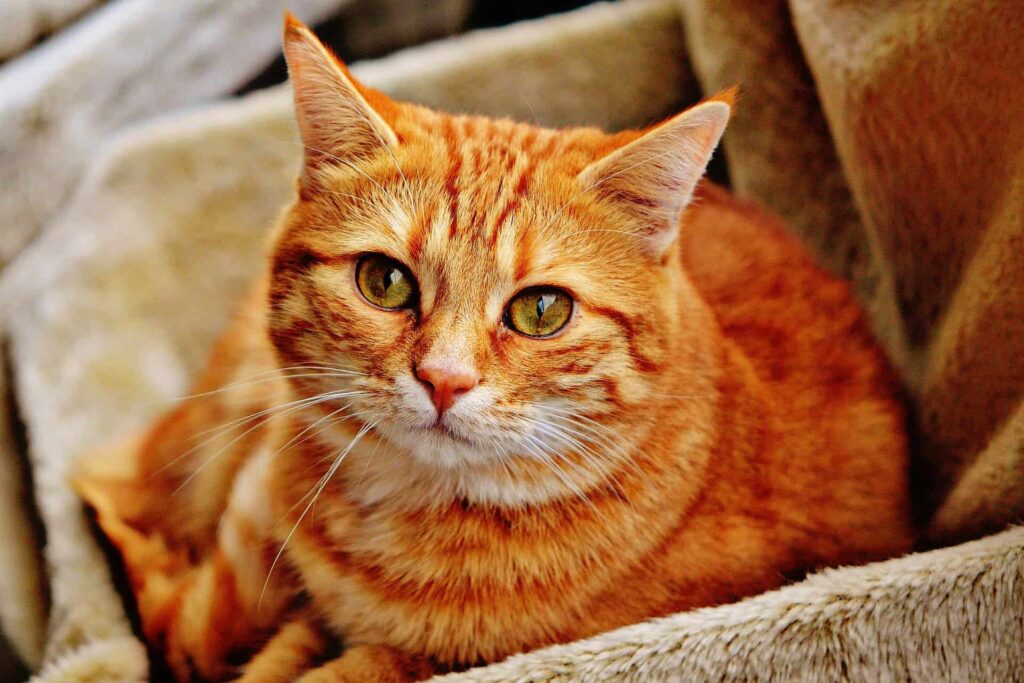 Hotel Pet Friendly a Bibione: Vacanze al mare con i vostri amici a Quattro Zampe 4 gatti hotel