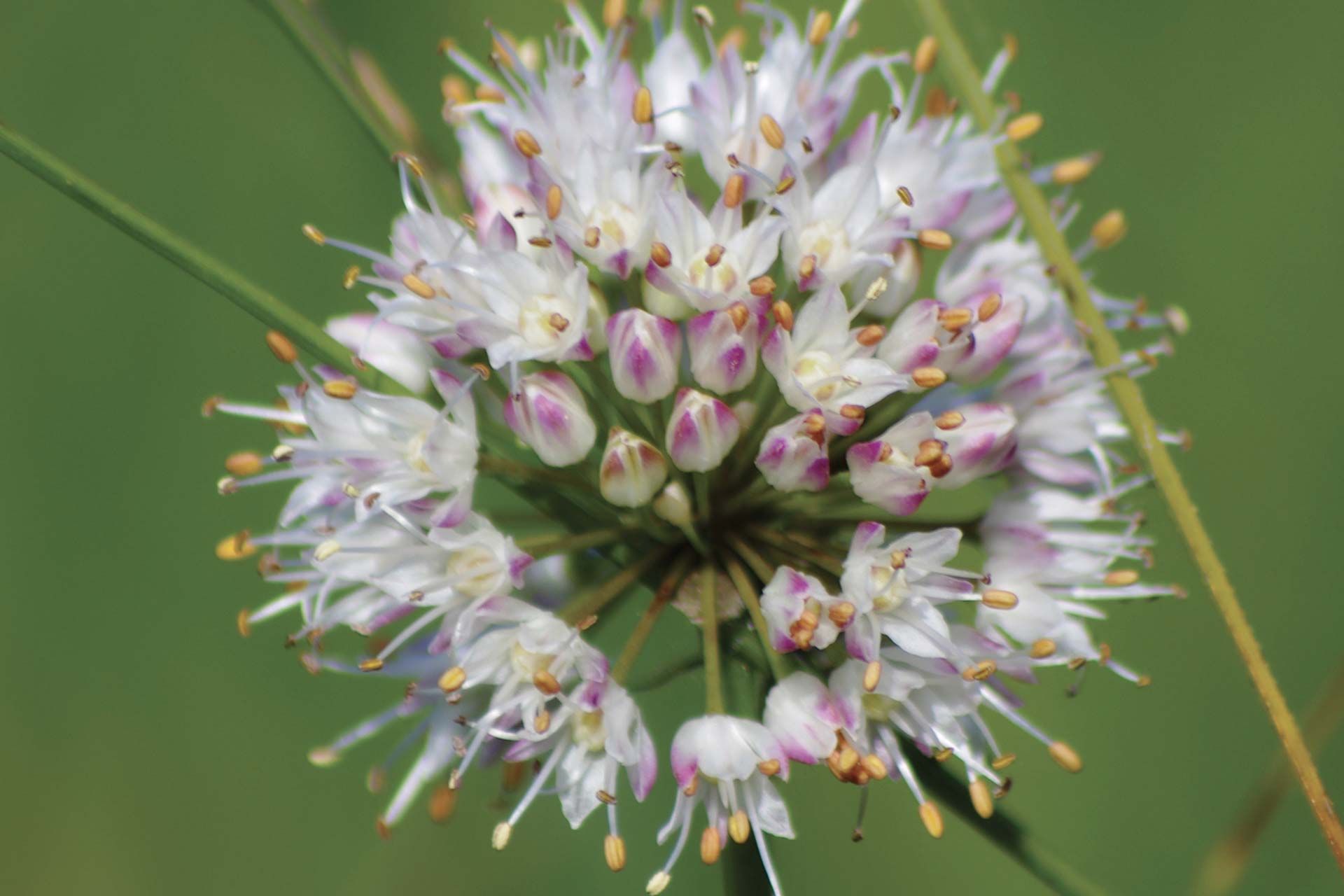 Oasi Naturalistica Valgrande 6 Allium Suaveolens 2 2